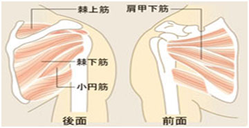 肩周辺のインナーマッスル図
